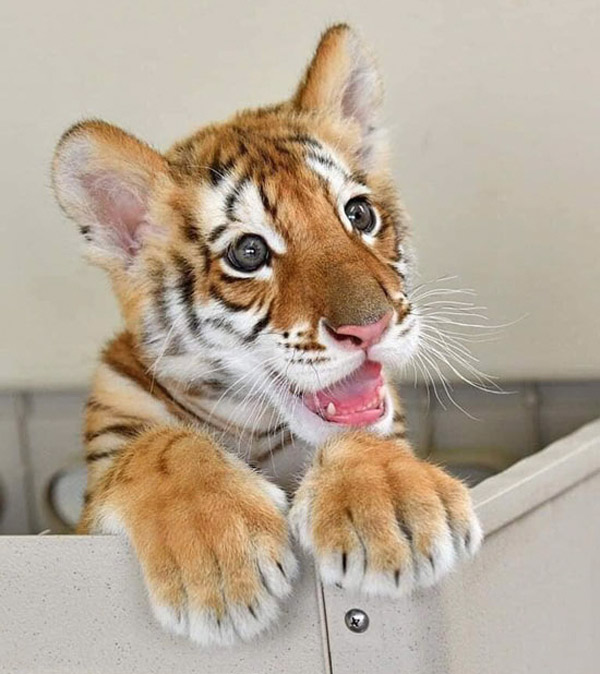 happy tiger cub