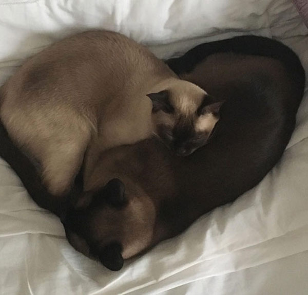 two cats forming a heart