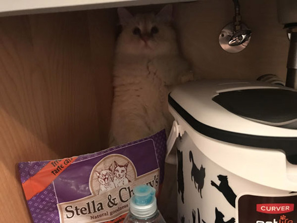 cat hiding under sink