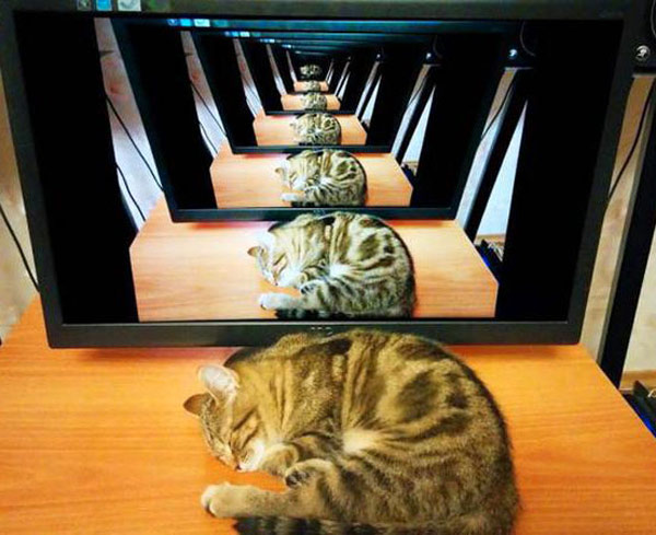 infinite cats in monitor