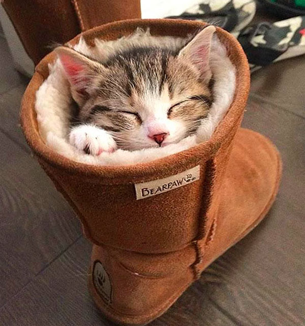 kitten asleep in boot