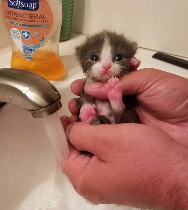 tiny kitten gets first bath