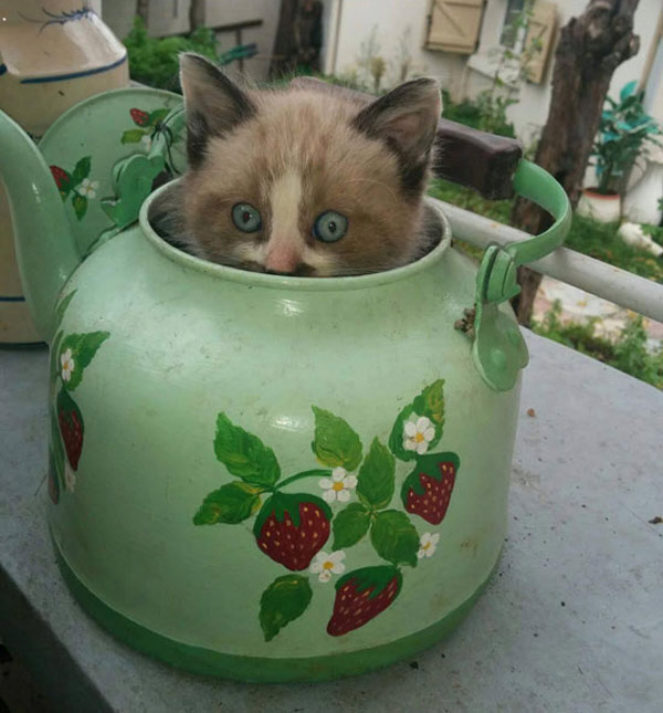 kitten in a pot