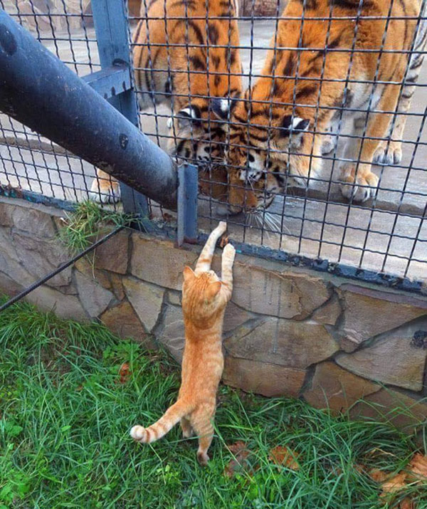 kitty meets the tigers