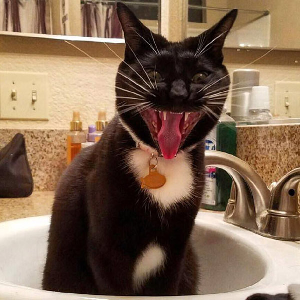 laughing cat