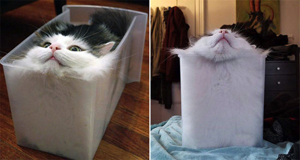 liquid cats