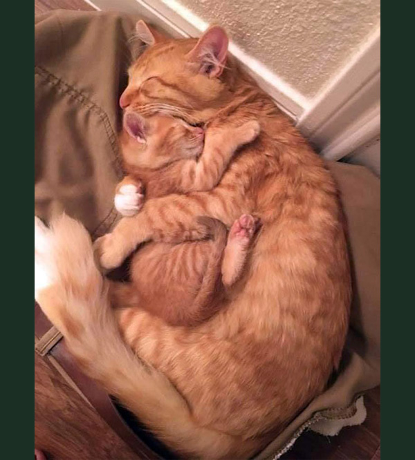 mother cat hugs kitten