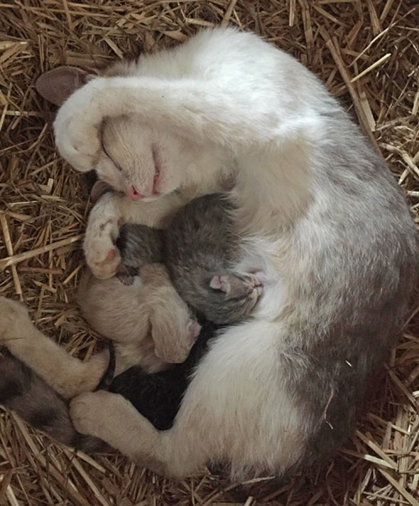 mother cat and kittens