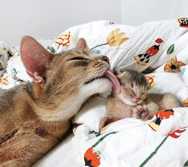 mamam cat licks kitten