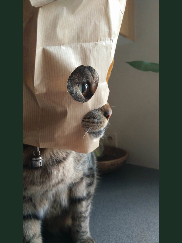 cat in paper bag mask