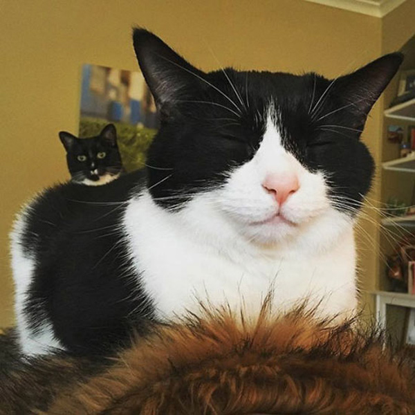 photobomb kitty