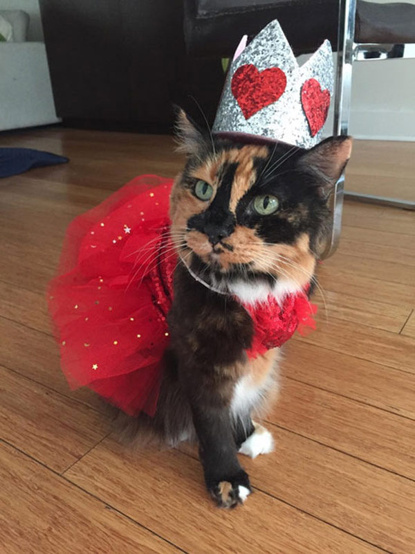 princess costume kitty