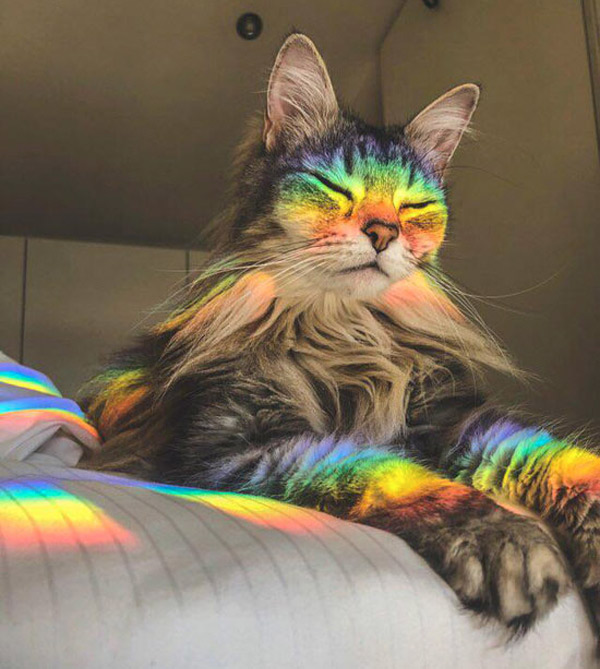 rainbow kitty