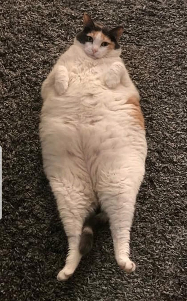 fat fluffy cat