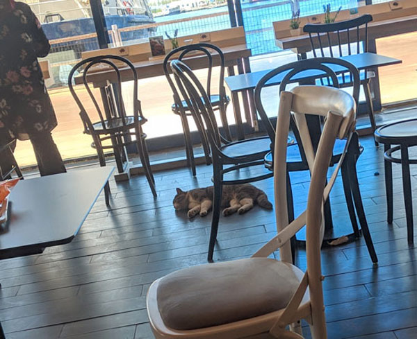 restaurant cat asleep