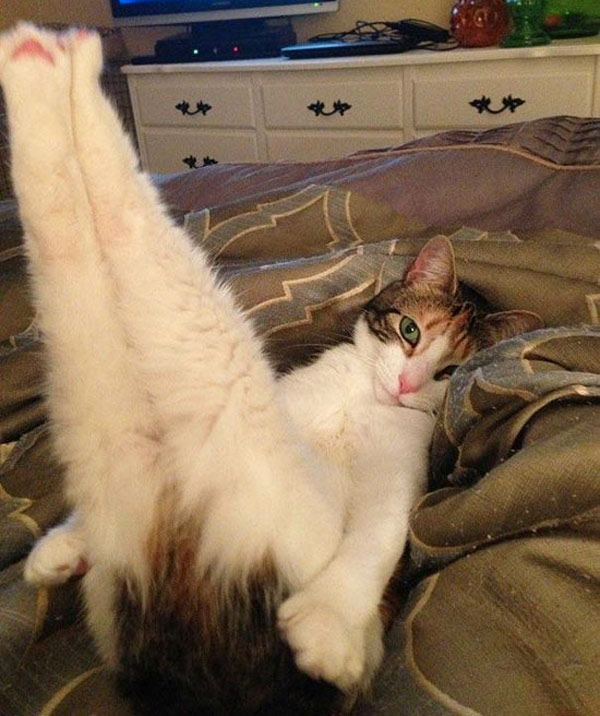 sexy cat