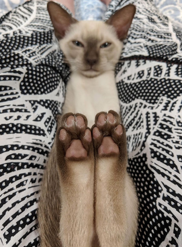 siamese cat toes