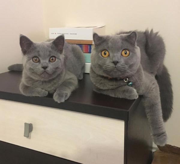 similar grey cats