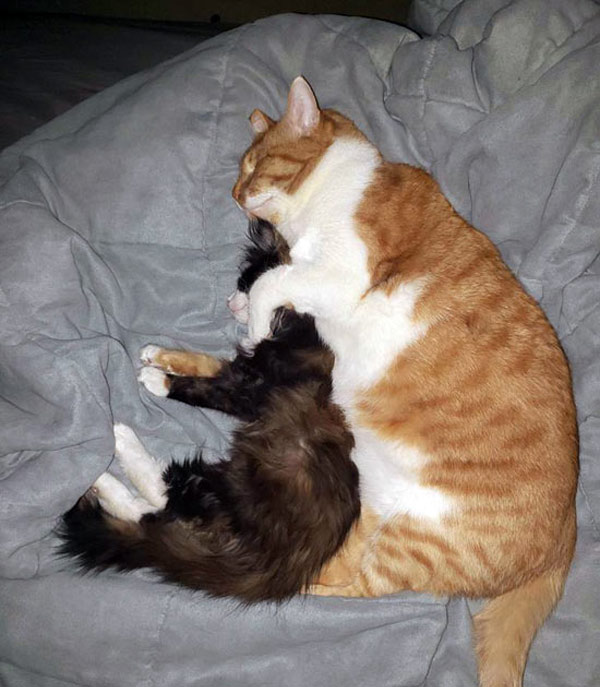 spooning cats