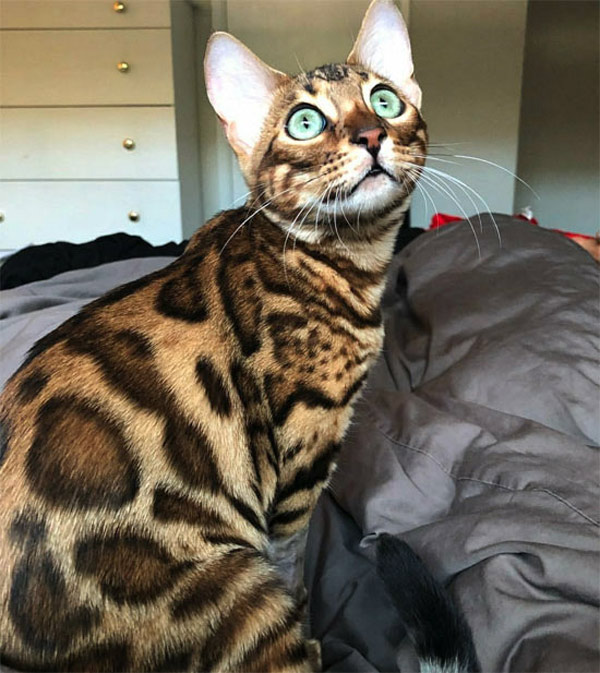 beautiful spotted cat