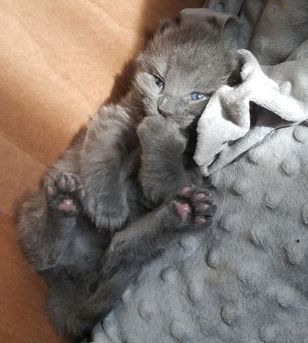super-cute gray kitten