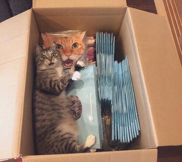 surprised cat in a box