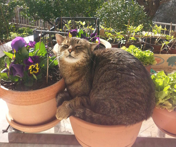 tabby cat in flower pot