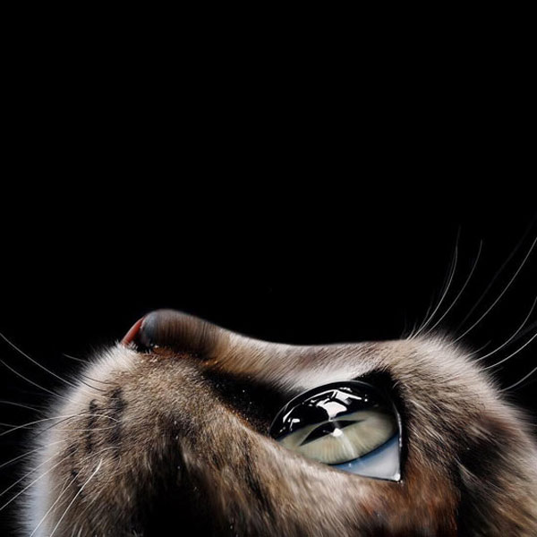 close-up of cat eye