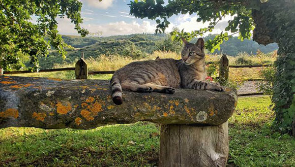the tuscan cats