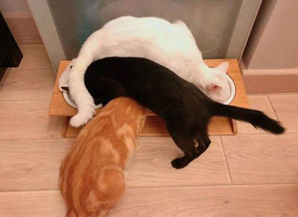 three cats eating from three bowls