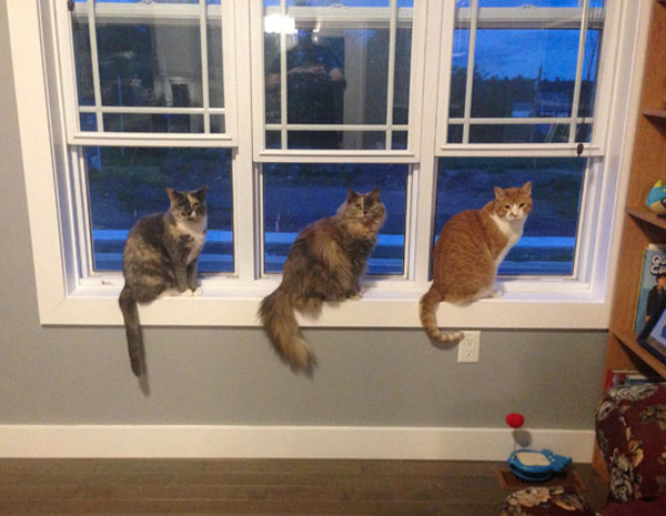 three cats in window