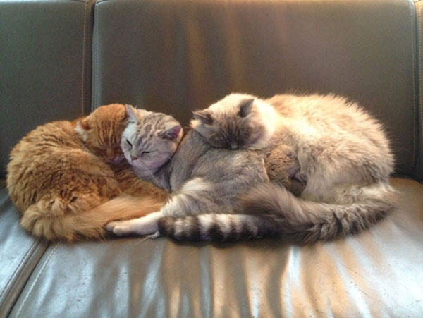 three cats snuggling