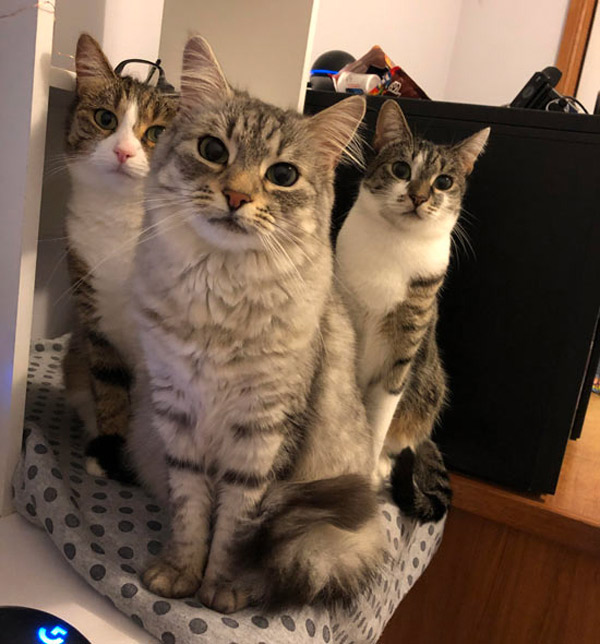 three interested cats