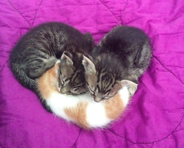 three kittens forming heart