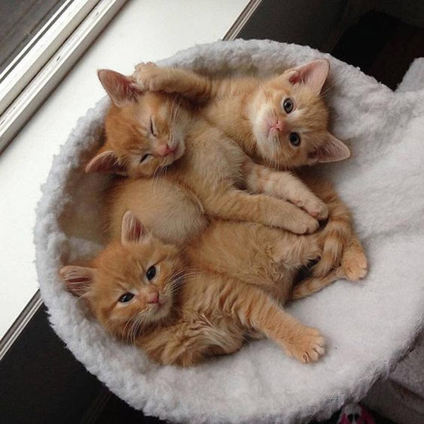 three orange kittens cat