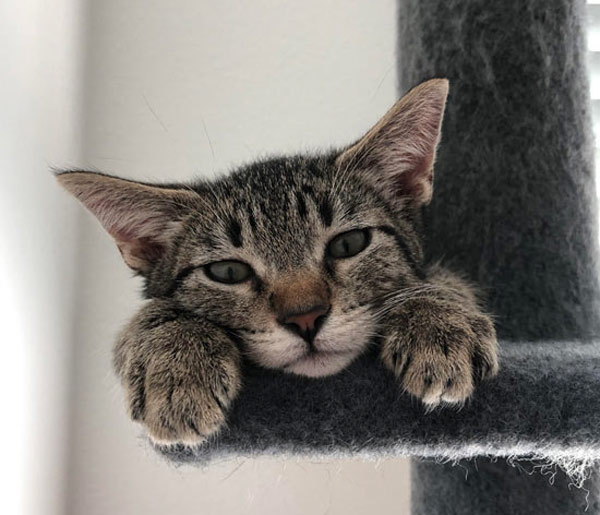 cat hanging on door