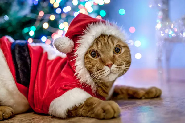 cat in santa suit