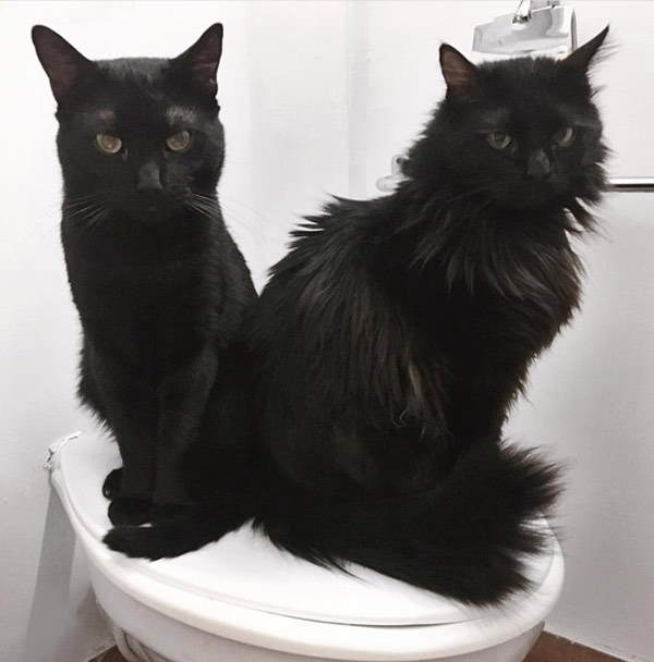 two black cats