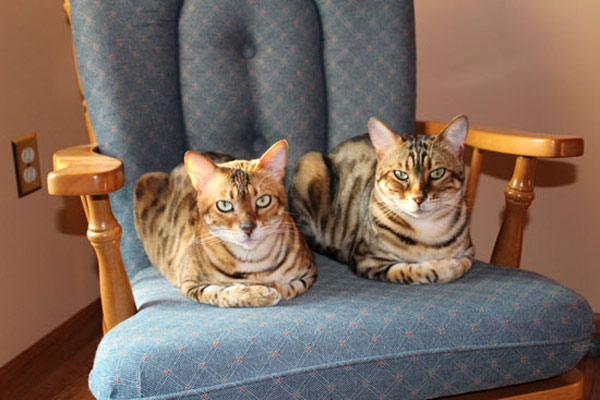 two cats in chair