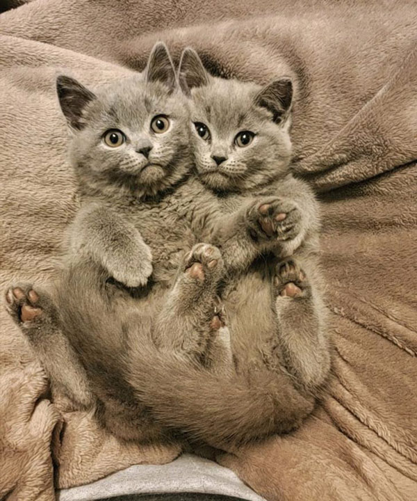 two fluffy gray kittens