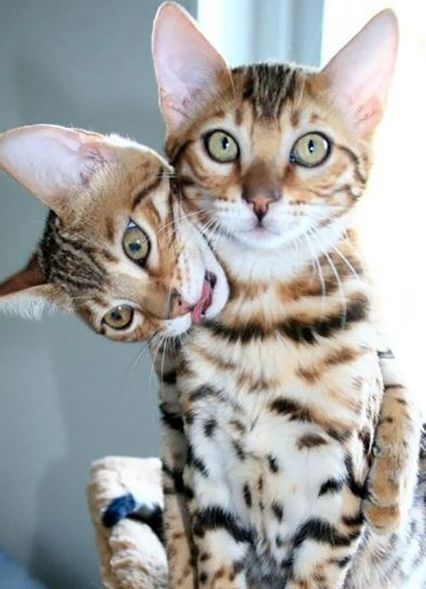 two headed cat