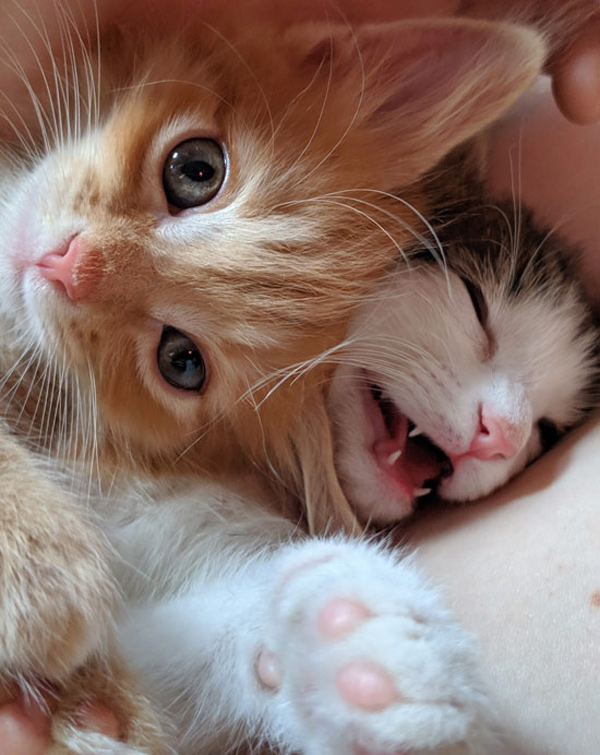 two kitten heads