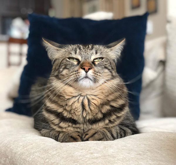 unimpressed cat