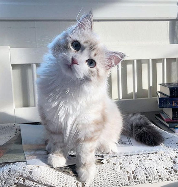 curious white kitten  cat