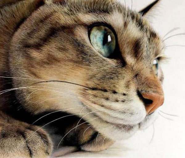 color pencil cat art