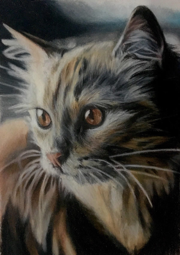 colored pencil cat art