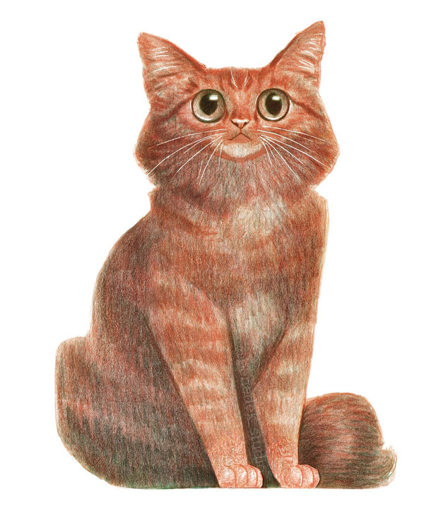 orange  cat art