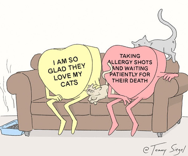 cat allergy   comic