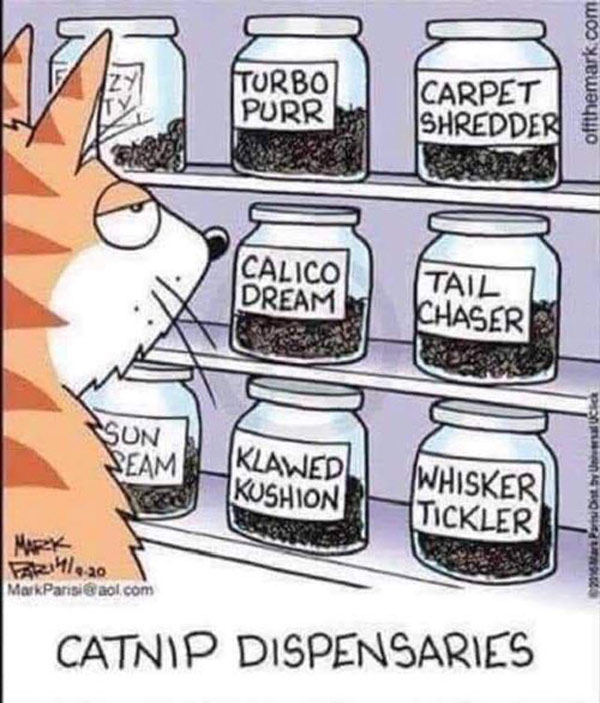 catnip cat comic