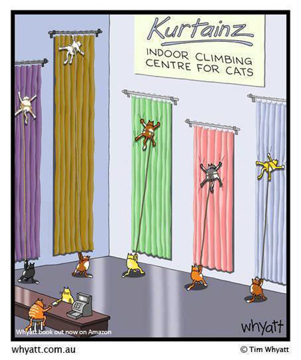 cats climbing curtains comic